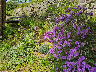 Garten Detail
